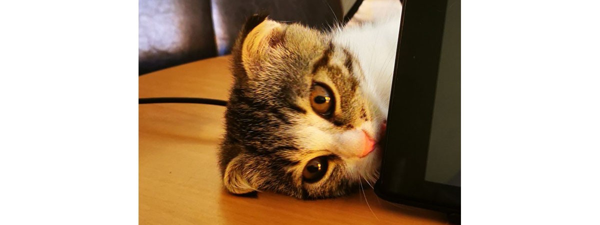 Die Katze der SMA-Patientin schaut um eine Ecke.