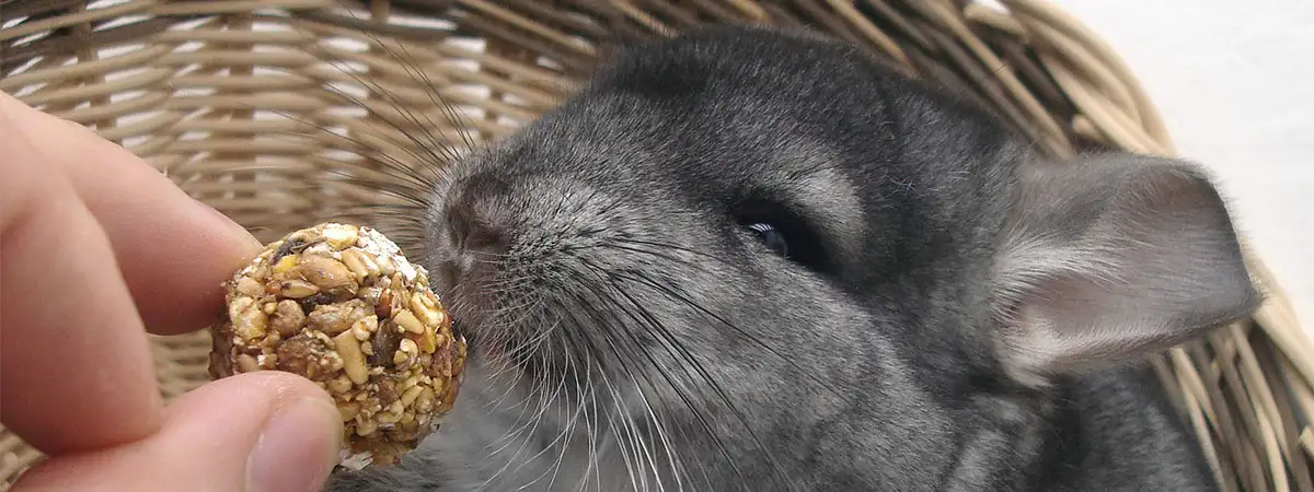 Ein Chinchilla mit grauem Fell sitzt in einem Körbchen. Das Haustier wird gerade von Hand gefüttert.